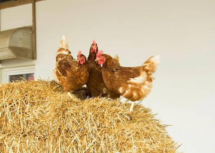 Ferienwohnung Murg Niederhof