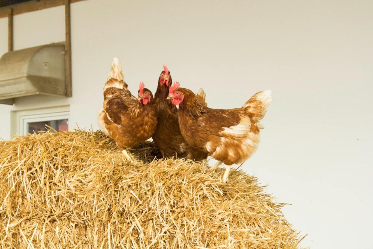 Murg Niederhof *